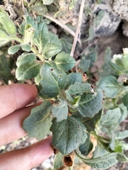 Hyoscyamus albus