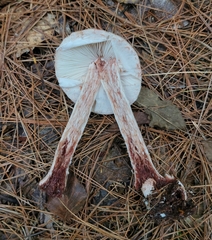 Amanita amerirubescens