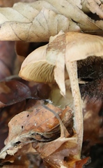 Cystoderma amianthinum