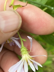 Eurybia radulina