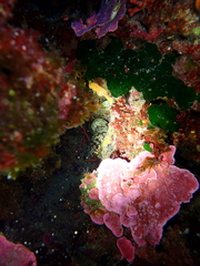 Holothuria sanctori