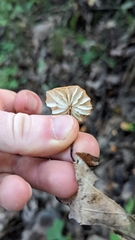 Marasmius siccus