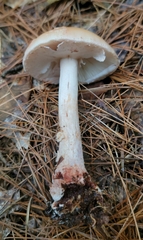 Amanita amerirubescens