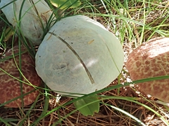 Hypomyces melanocarpus