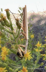 Mantis religiosa religiosa