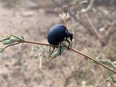 Cysteodemus wislizeni