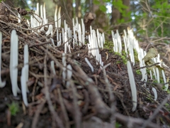 Clavaria fragilis
