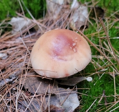 Amanita amerirubescens