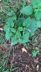 Heliotropium indicum