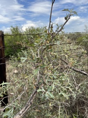 Berberis trifoliolata