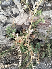 Hyoscyamus albus