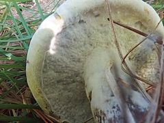Hypomyces melanocarpus
