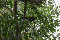 Centropus sinensis