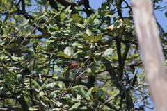 Myioborus miniatus