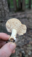 Hydnum umbilicatum