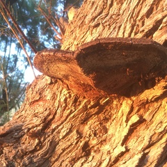 Inocutis tamaricis