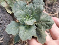 Hyoscyamus albus
