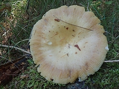 Russula fragrantissima
