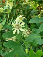 Passiflora affinis