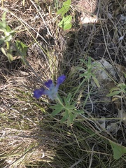 Salvia farinacea