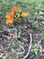Erysimum capitatum