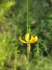 Echeandia flavescens