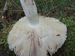 Russula fragrantissima