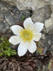 Anemonoides baldensis