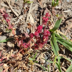 Blitum virgatum