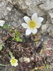 Anemonoides baldensis