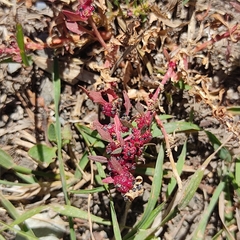 Blitum virgatum