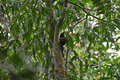 Centropus sinensis