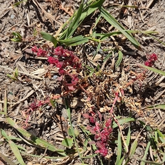Blitum virgatum