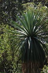 Furcraea parmentieri