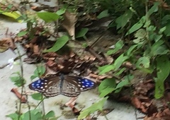 Euploea mulciber mulciber