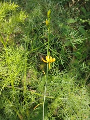 Echeandia flavescens