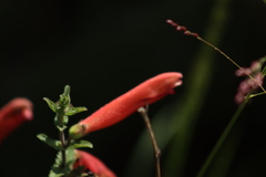 Lamourouxia rhinanthifolia