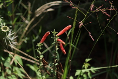 Lamourouxia rhinanthifolia