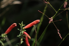 Lamourouxia rhinanthifolia