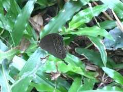 Mycalesis mineus macromalayana