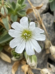 Cerastium latifolium