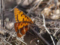 Byblia
