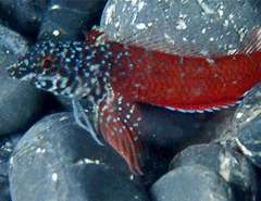 Tripterygion melanurus