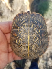 Terrapene ornata