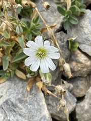 Cerastium latifolium