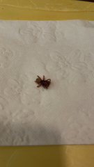 Dysdera crocata