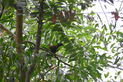 Centropus sinensis
