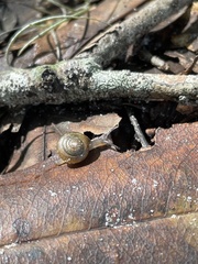 Polygyra cereolus