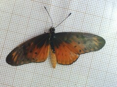 Acraea pseudegina