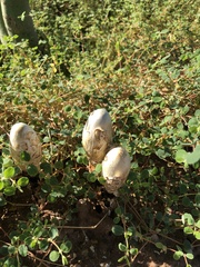 Podaxis pistillaris